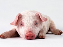 Haïti - Agriculture : Un nouveau fléau menace Haïti