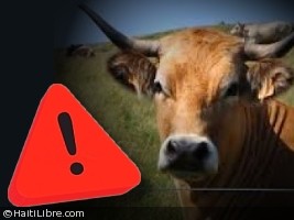 Haiti - Health : Anthrax Cases reported in Petit-Goâve