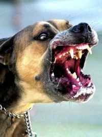 Haïti - Santé : La rage en Haïti, que faire en cas de morsure ?