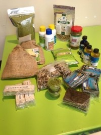 Haïti - Agriculture : Vers l’exploitation du plein potentiel du Moringa