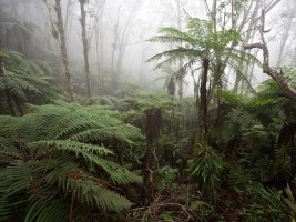 Haïti - Environnement : La réserve naturelle de La Hotte sélectionnée par l'UNESCO