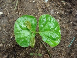 Haïti - Agriculture : La Fondation Louis G. Lamothe au secours du café haïtien