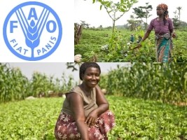 Haïti - Agriculture : La FAO appuie les femmes haïtiennes dans le secteur agricole