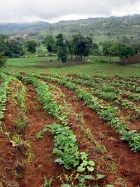 Haiti - NOTICE : 2nd phase of the Project RESEPAG II in the South