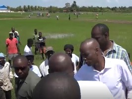 Haiti - Agriculture : Moïse wants to increase rice production in the Plain of Maribao