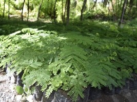 Haiti - Environment : A communal forest for the commune of Gonaïves