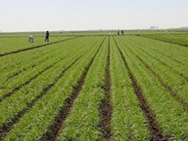 Haiti - Politic : Launch of a national survey of agricultural production