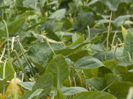 Haïti - Agriculture : Des «Barrières vivantes» face aux ouragans