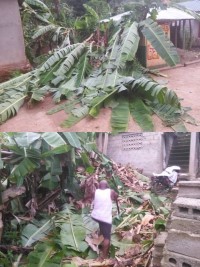 Haiti - Grand'Anse : Violent winds, a hundred houses destroyed (provisional balance)
