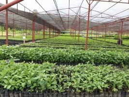 Haiti - Environment : Jovenel Moïse inaugurates a 5th plant propagation center