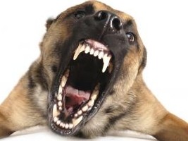 Haiti - Health : Resumption of the national rabies vaccination campaign