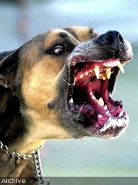 Haiti - FLASH Travel Warning : Increase in rabies in Haiti