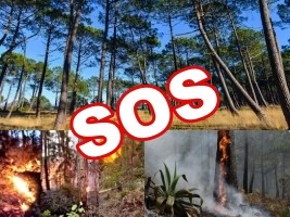 Haïti - Environnement : SOS pour sauver la Forêt des Pins, le Parc la Visite et le Parc Macaya