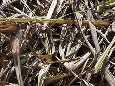 Haïti - Environnement : Du charbon alternatif pour les paysans