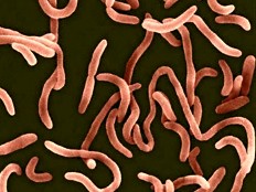 Haïti - Santé : Les aliments des marchés et à l'école, facteurs de risque de contamination