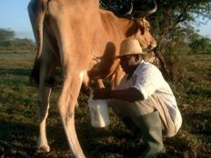 Haiti - Agriculture : The IHRC allocates $17 million for milk production