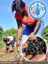 Haïti - Agriculture : Comment les agriculteurs haïtiens renforcent leur résilience