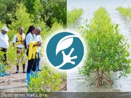 Haïti - Baradère : 100 hectares de mangroves entièrement restaurés
