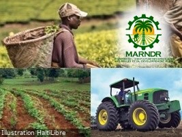 Haïti - Agriculture : Le secteur agricole face aux défis structurels et conjoncturels