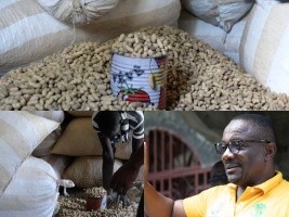 Strengthening peanut production in Durcis, Haiti