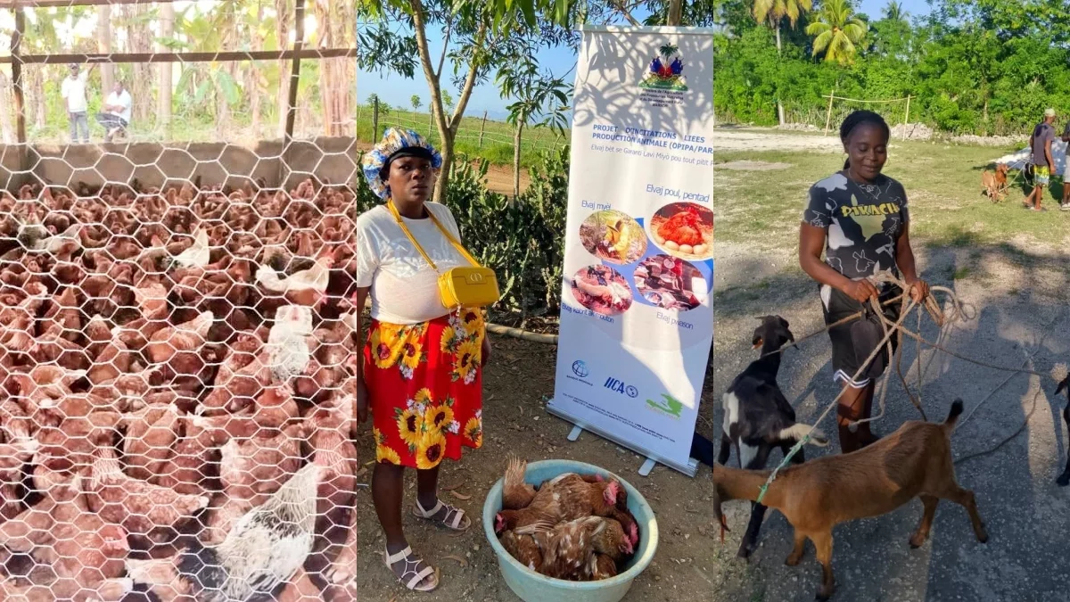 Haïti - Agriculture : Redynamiser l’élevage familial en Haïti face à l’insécurité alimentaire