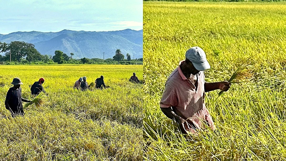 iciHaïti - Artibonite : Projet d’amélioration de la production rizicole
