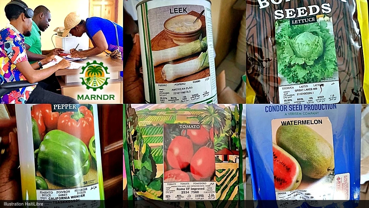 Haïti - Agriculture : Distribution de semences à plus de 2,000 agriculteurs