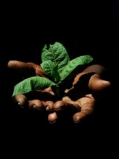 Haïti - Social : Un 1er Mai à Brière entre environnement et doléances