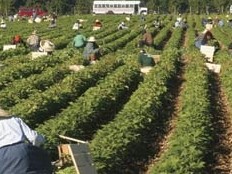 Haïti - Social : Le Consul d’Atlanta dans un camp de travailleurs agricoles Haïtiens