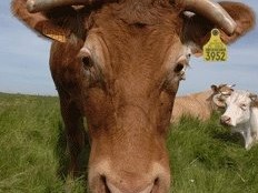 Haïti - Agriculture : Identification du bétail et contrôle de l’abattage...