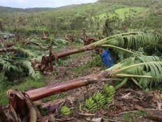 Haïti - Agriculture : 242 millions de dollars de dommages...