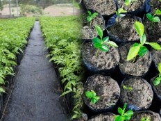 Haïti - Environnement : Ambitieux plan de reforestation et de gestion des terres