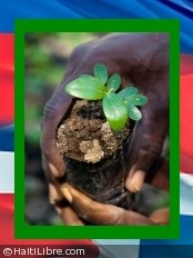 Haïti - Environnement : Lancement de la campagne de reboisement de l’île