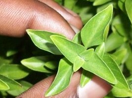 Haïti - Social : Création d’un jardin de plantes médicinales