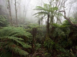 Haïti - Environnement : Subvention de 9 millions pour la protection du Parc National de Macaya