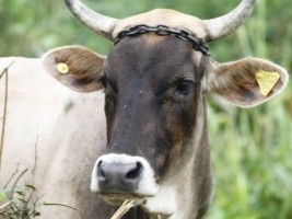 Haïti - Agriculture : Opération d’identification du Bétail dans le Nord