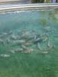 Haiti - Agriculture : Aquaculture a promising solution for Haiti