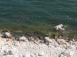 Haiti - Malpasse : The death toll becomes heavier, a 5th customs agent found dead