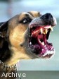 Haiti - FLASH Travel Warning : Increase in rabies in Haiti