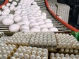 Haïti - Rep. Dominicaine : Exportation d’œuf vers Haïti suspendue, farine de nouveau autorisée