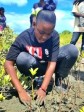 Changement climatique : Renforcement des écosystèmes côtiers de Haut-Fourneau en Haïti