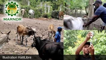 Haïti - Agriculture : Vaste campagne de vaccination animale pour combattre la fièvre du charbon (Anthrax)